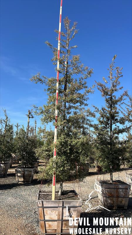 Quercus hypoleucoides - Devil Mountain Wholesale Nursery