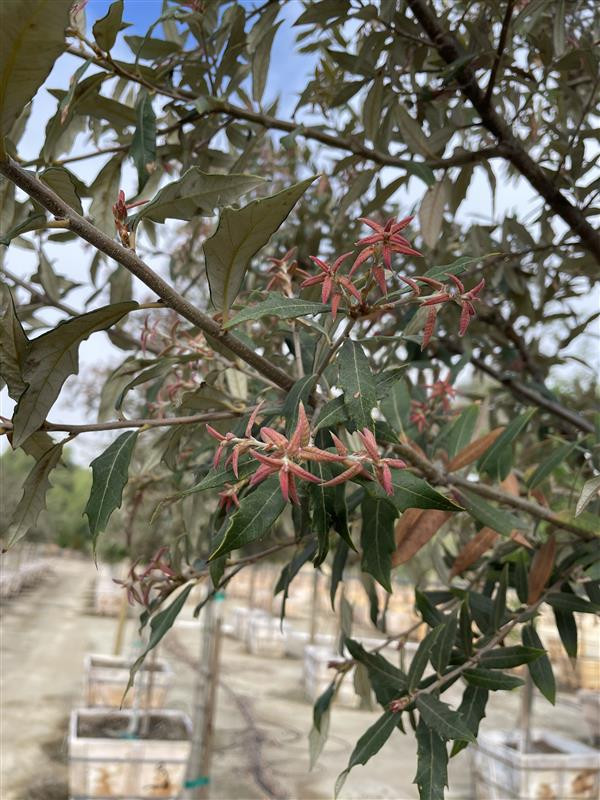 HYKE リアルツリー Quercus hypoleucoides - Devil Mountain Wholesale Nursery