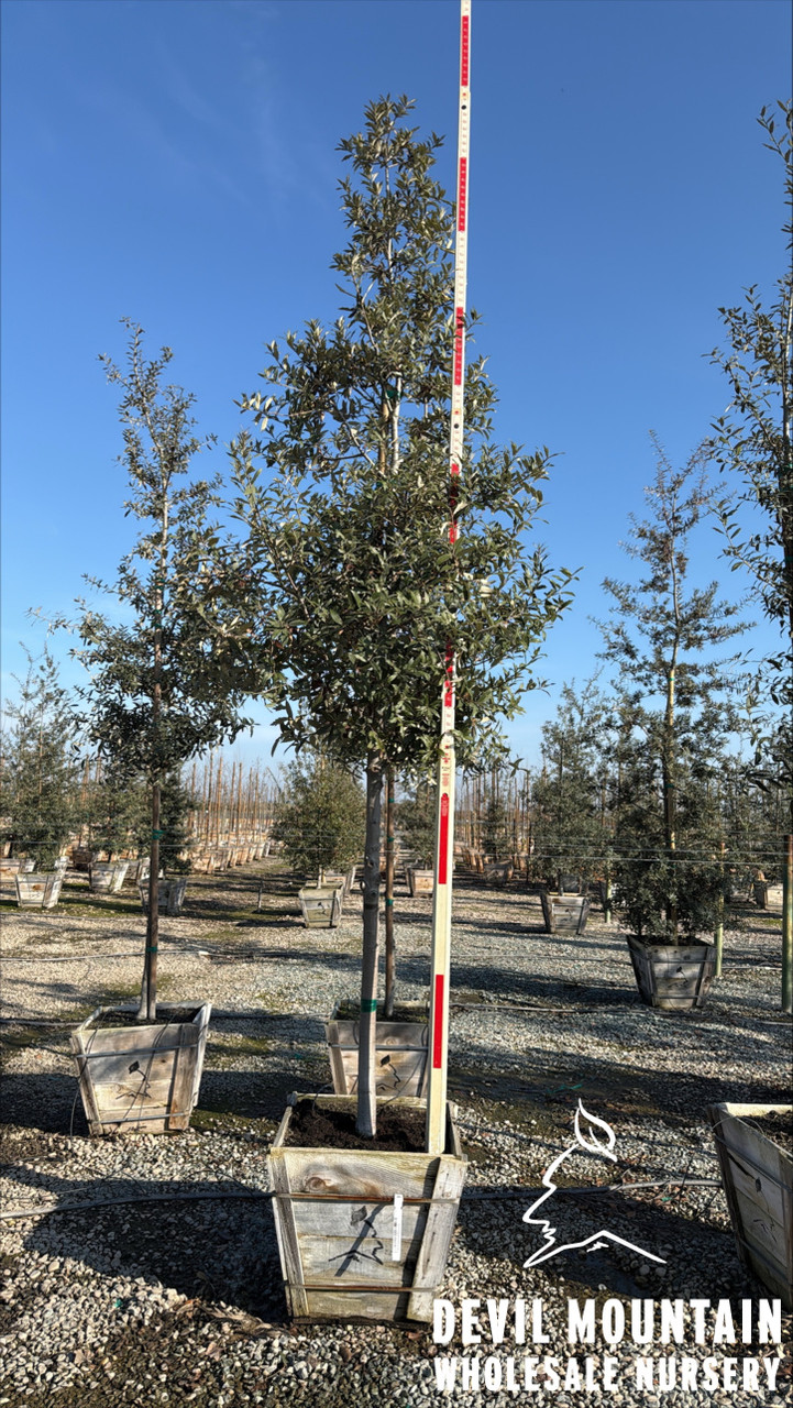 HYKE リアルツリー Quercus hypoleucoides - Devil Mountain Wholesale Nursery