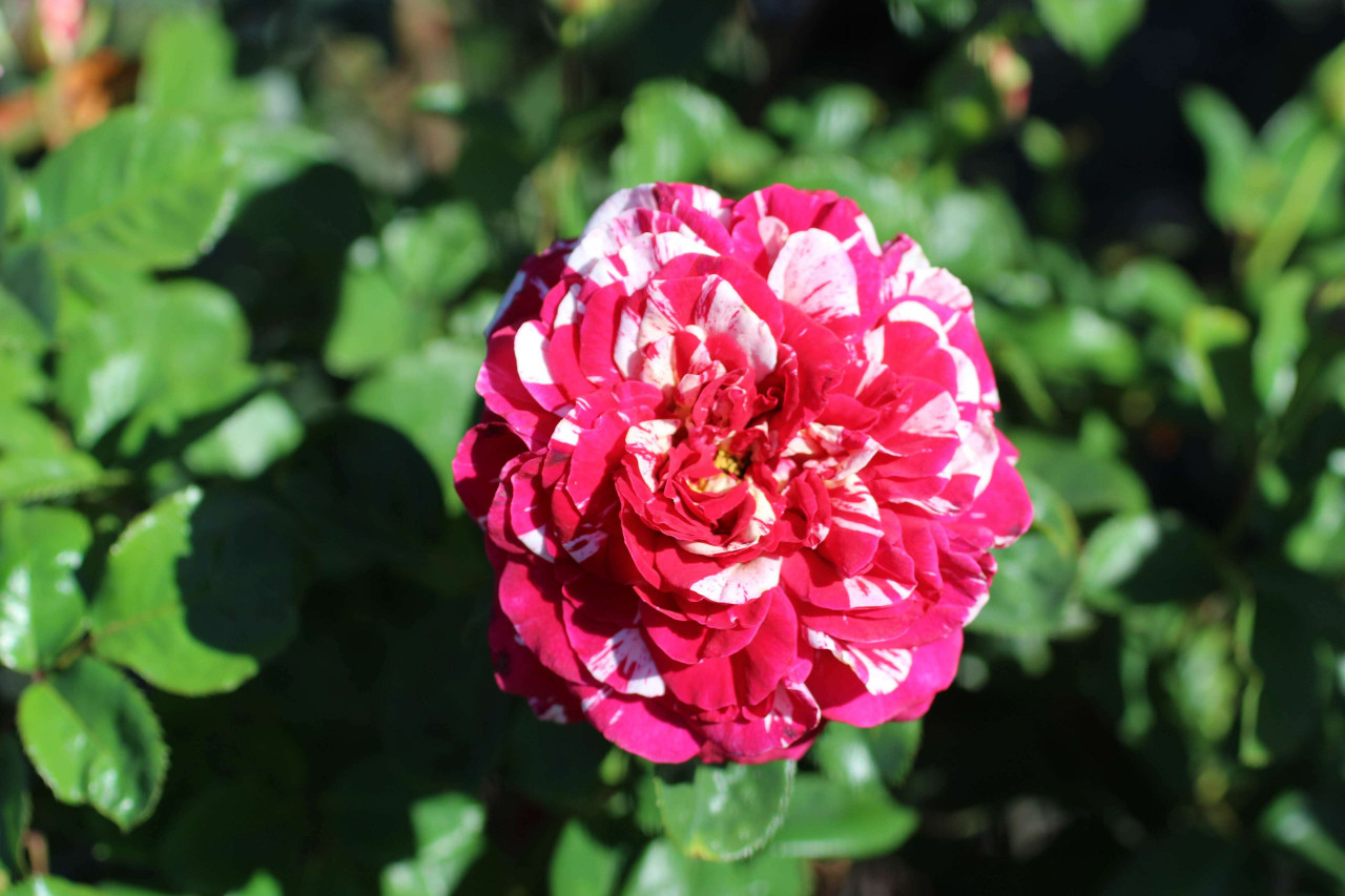 Rosa 'Neil Diamond' (Hybrid Tea) - Devil Mountain Wholesale Nursery