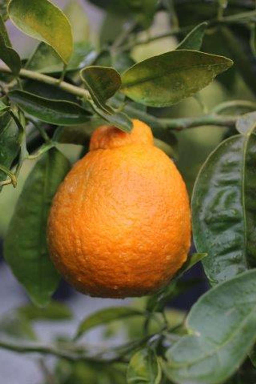 Minneola Tangelo