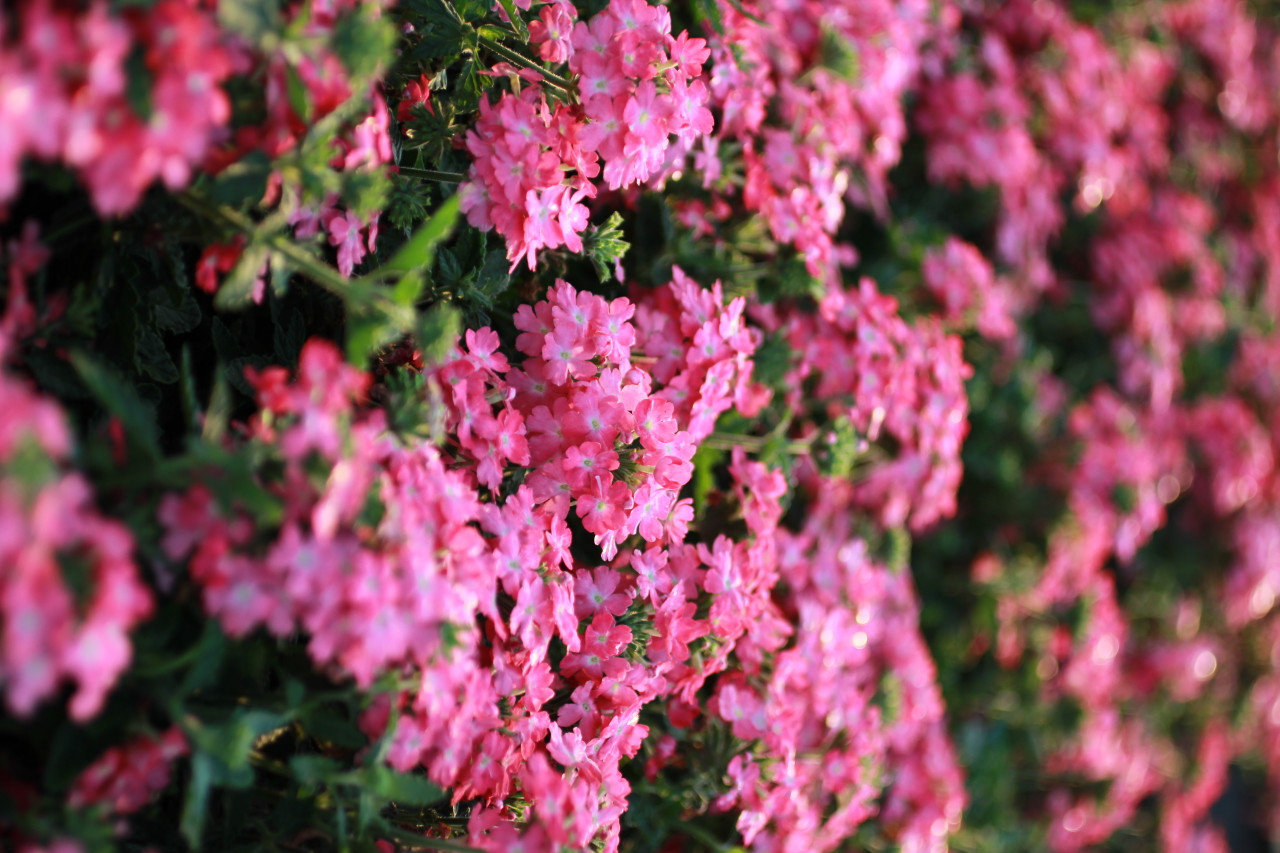 Verbena peruviana Firehouse Pink - Devil Mountain Wholesale Nursery