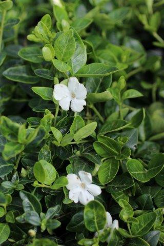 Vinca minor 'Alba' (White) Devil Mountain Wholesale Nursery