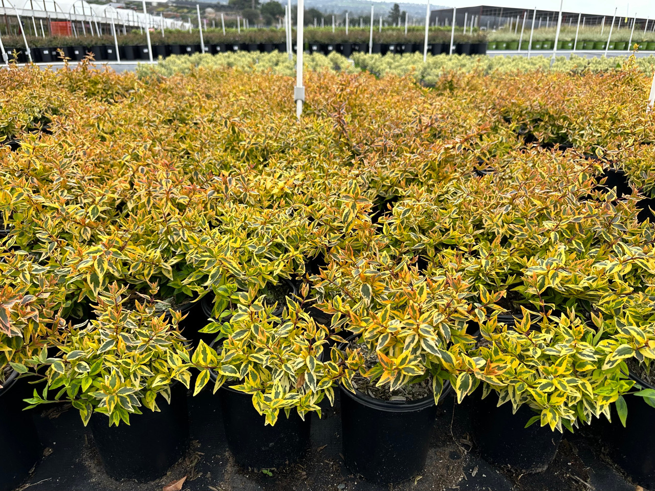 Abelia 'Kaleidoscope' - Devil Mountain Wholesale Nursery