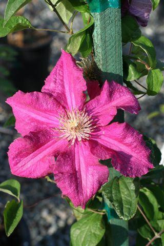 Clematis 'Cardinal Wyszynski' - Devil Mountain Wholesale Nursery