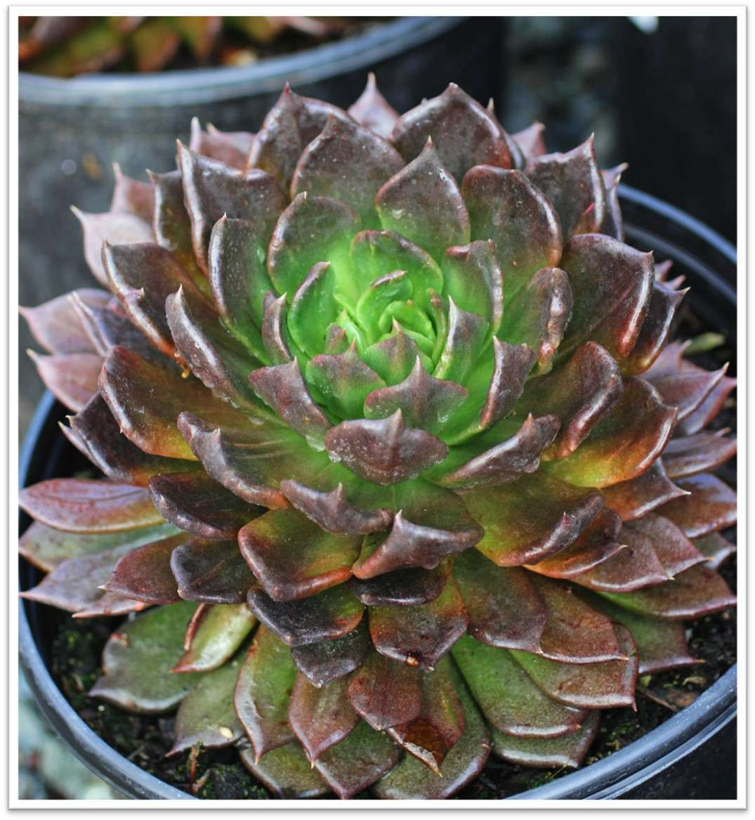 Echeveria 'Black Prince' - Devil Mountain Wholesale Nursery