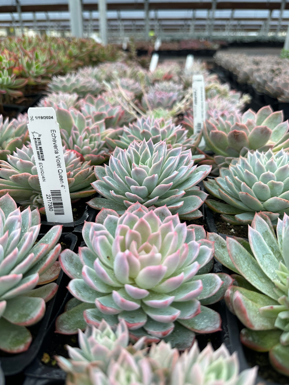 Echeveria 'Violet Queen' - Devil Mountain Wholesale Nursery