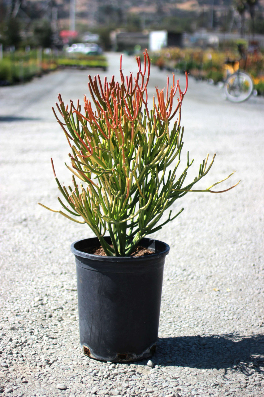 Euphorbia tirucalli 'Sticks on Fire' - Devil Mountain Wholesale Nursery