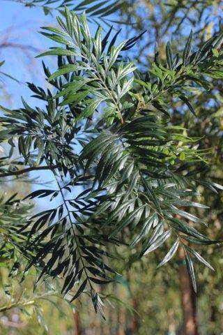 Grevillea robusta - Devil Mountain Wholesale Nursery