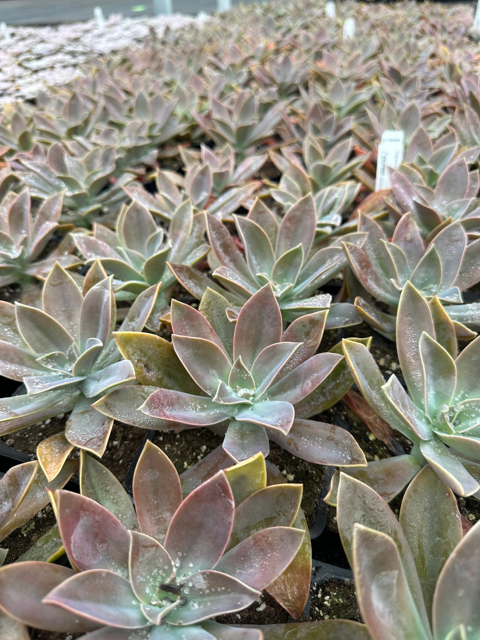 Graptoveria 'Fred Ives' - Devil Mountain Wholesale Nursery