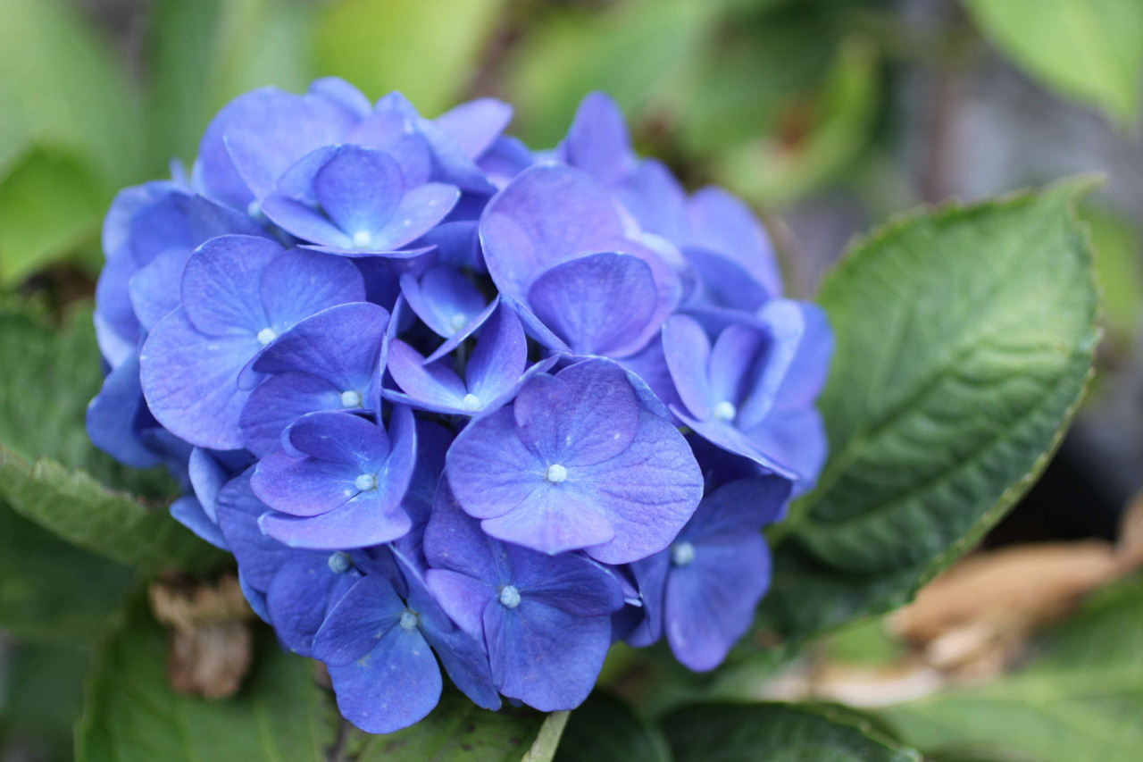 Image of Mathilda Gutges hydrangea close up of flowers