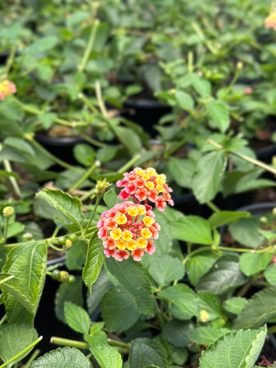 Lantana 'Irene' - Devil Mountain Wholesale Nursery