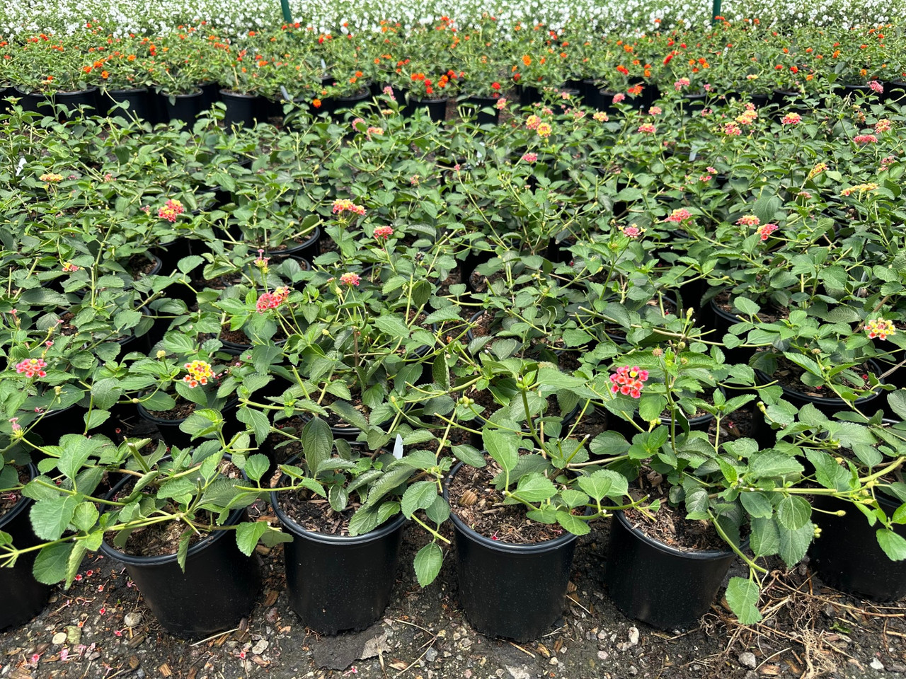 蘭 Lantana 'Irene' - Devil Mountain Wholesale Nursery