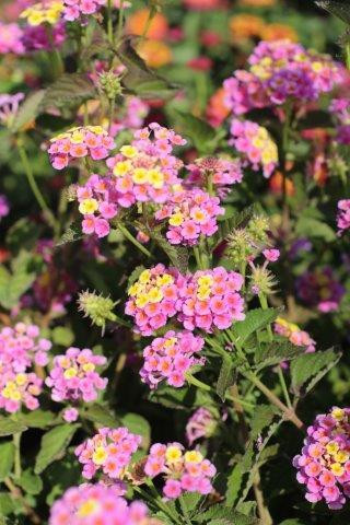 Lantana 'Pink Caprice' - Devil Mountain Wholesale Nursery