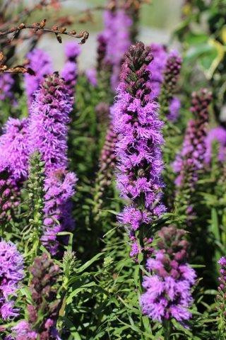 Liatris spicata 'Kobold' - Devil Mountain Wholesale Nursery
