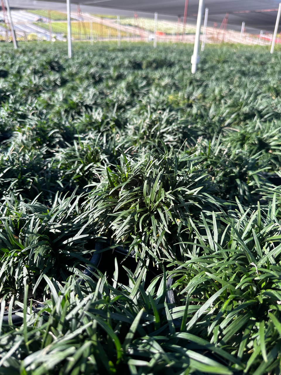 nanaオリーブ36 Ophiopogon japonicus 'Nana' - Devil Mountain Wholesale Nursery