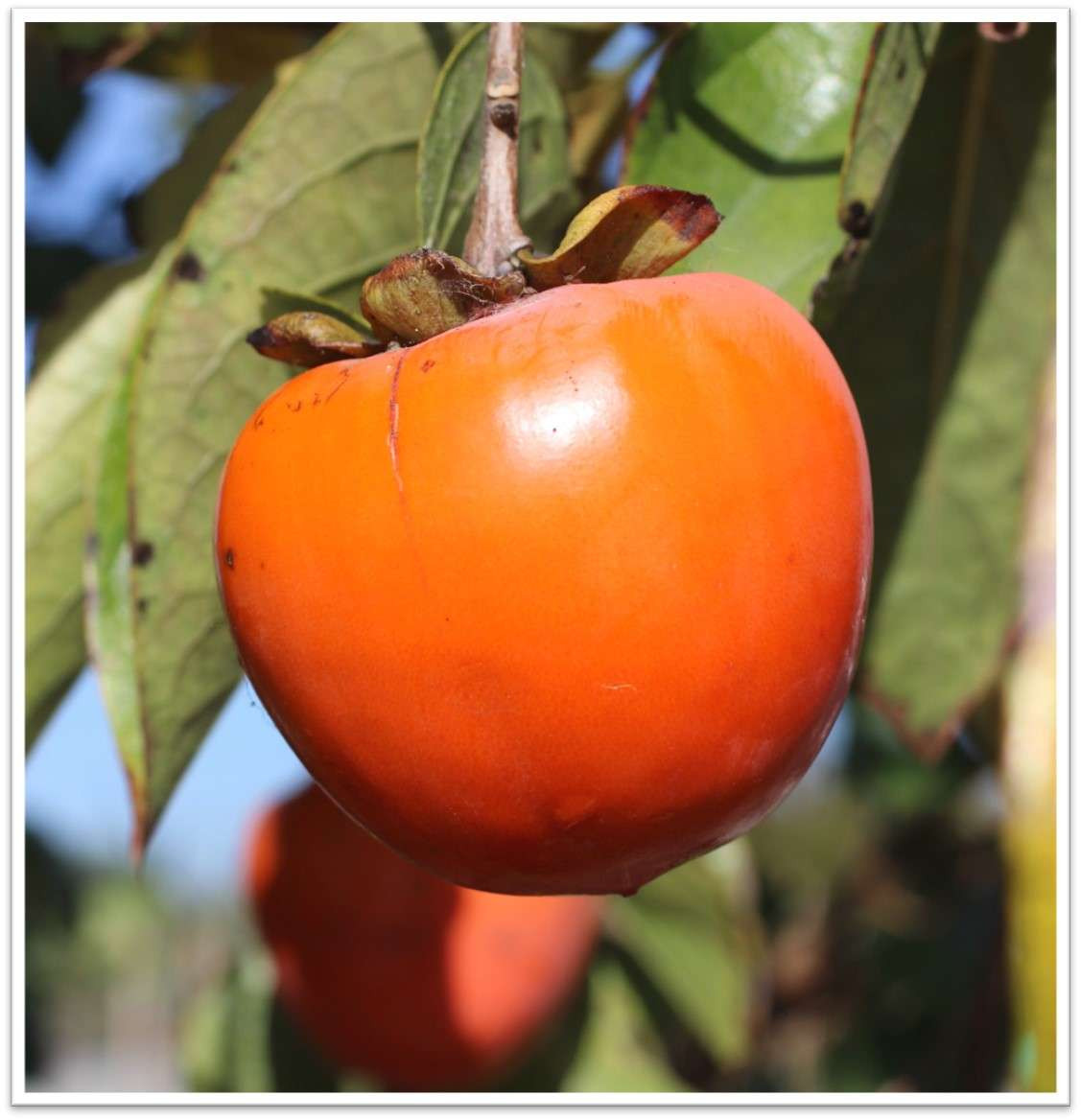 Persimmon 'Hachiya' - Devil Mountain Wholesale Nursery