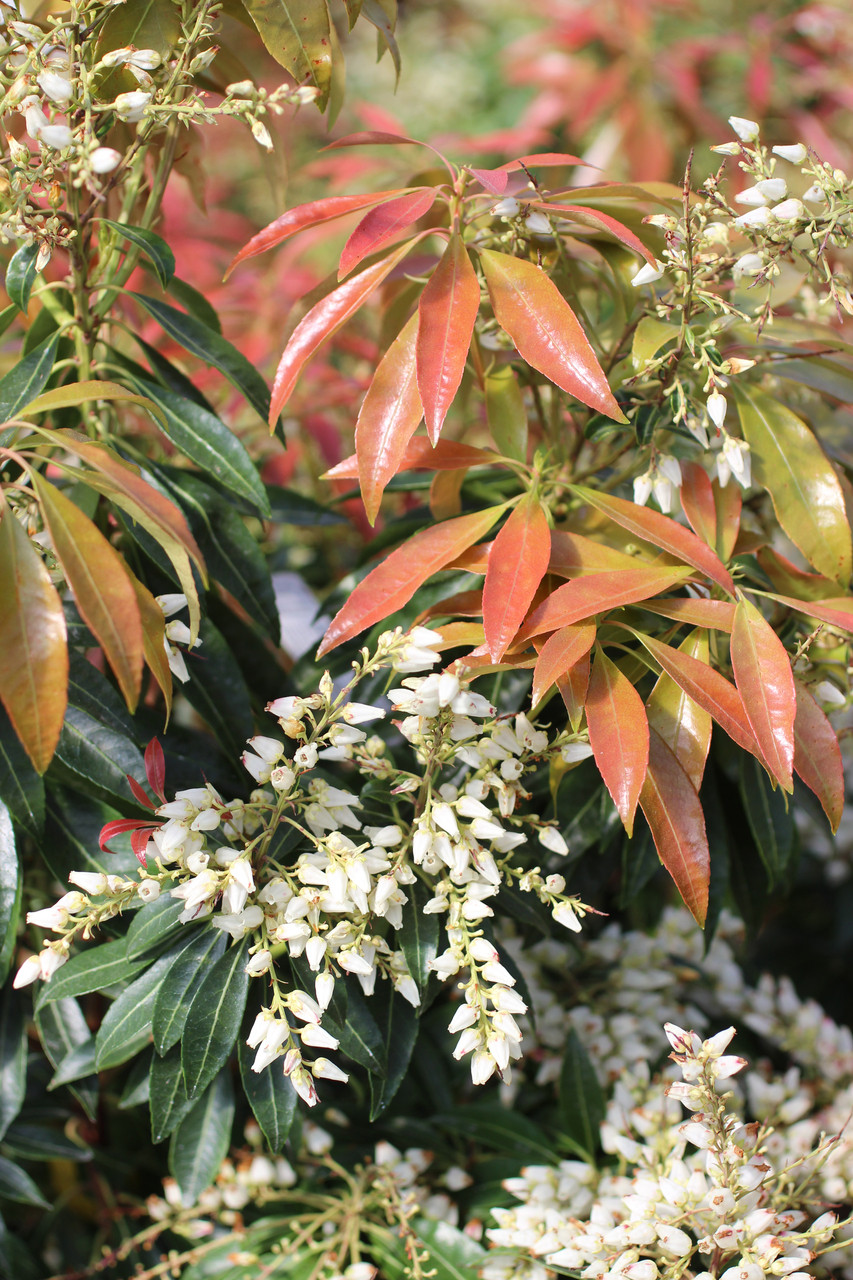 Pieris 'Scarlet O'Hara' - Devil Mountain Wholesale Nursery