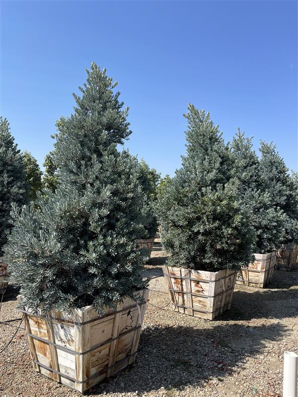Podocarpus elongatus Icee Blue - Devil Mountain Wholesale Nursery