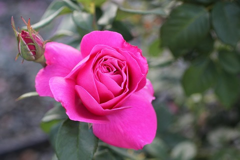 Rosa Grande Dame (Hybrid Tea) - Devil Mountain Wholesale Nursery