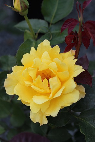 Rosa Midas Touch™ (Hybrid Tea) - Devil Mountain Wholesale Nursery