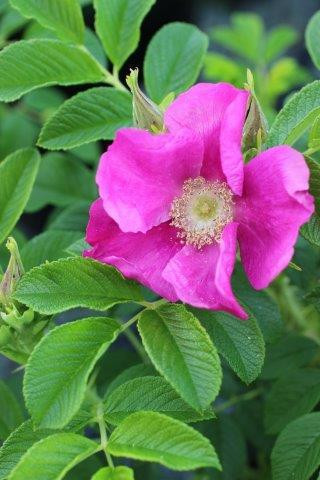 Rosa rugosa - Devil Mountain Wholesale Nursery
