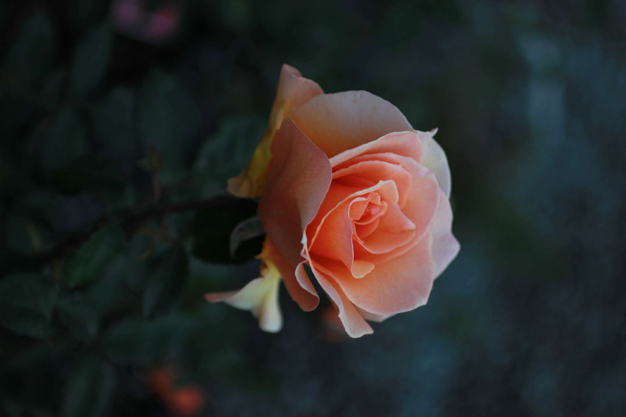 Rosa Brandy™ (Hybrid Tea) - Devil Mountain Wholesale Nursery