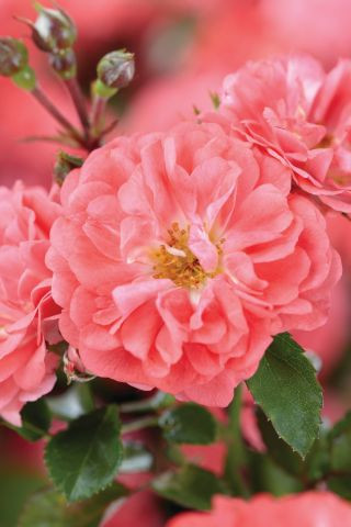 Rosa Coral Drift® - Devil Mountain Wholesale Nursery