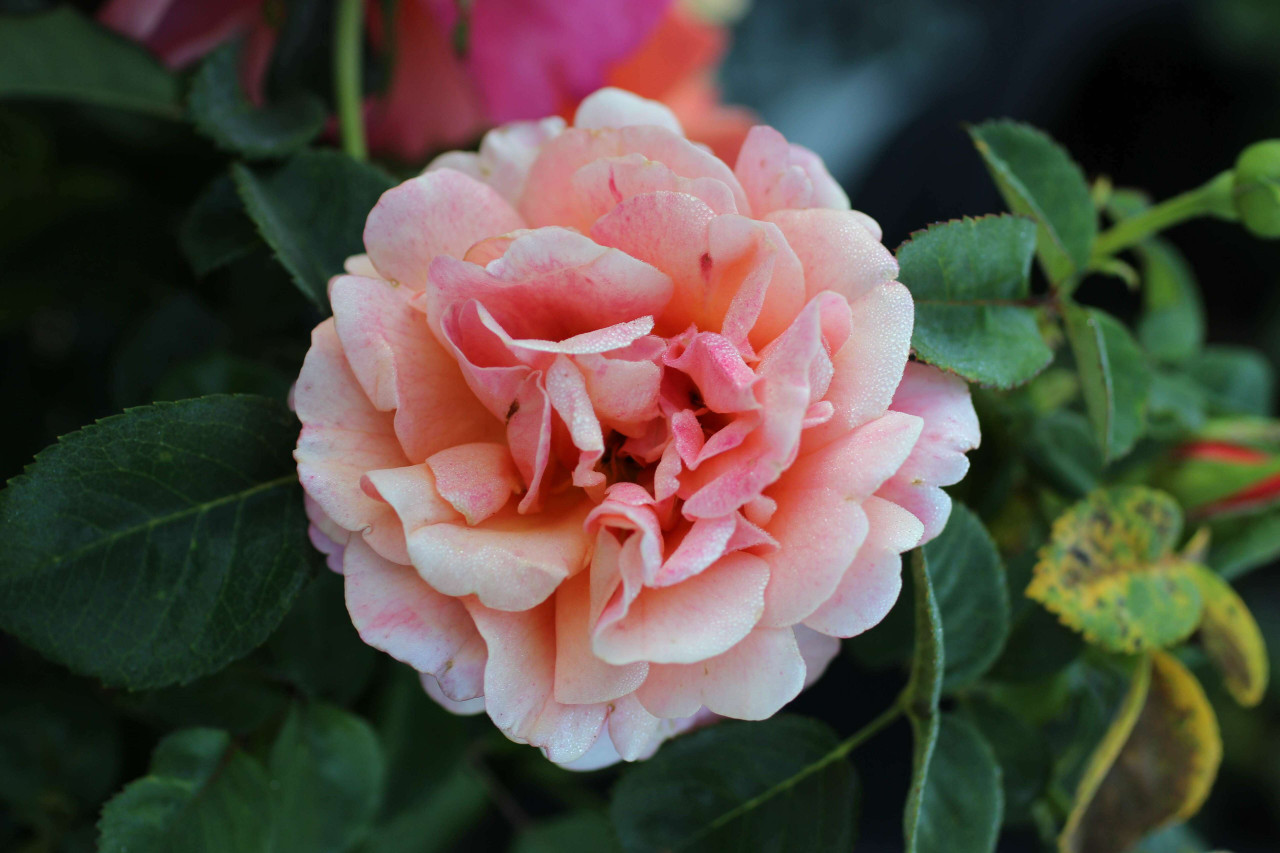 media__77326.1678813136.jpg?c=1