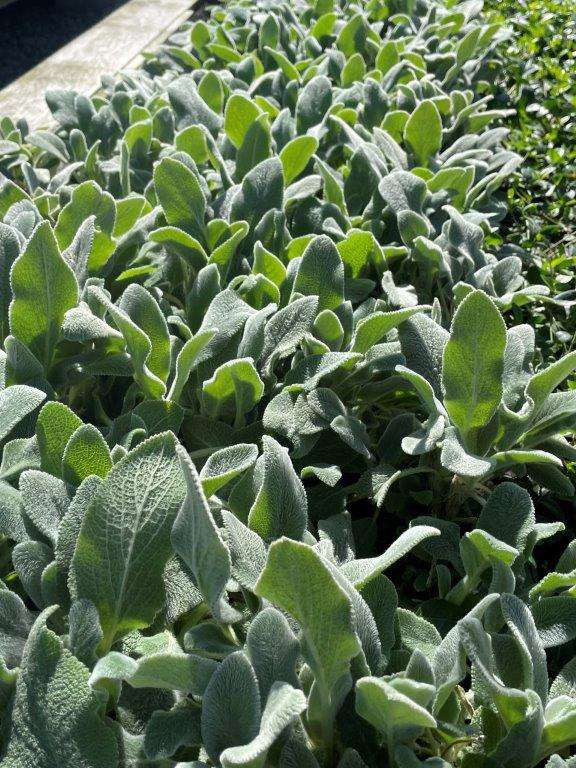 Stachys byzantina 'Silver Carpet' - Devil Mountain Wholesale Nursery