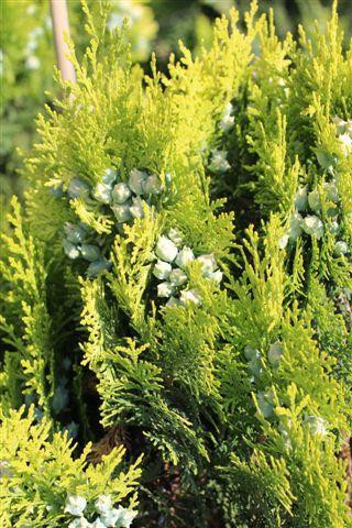 オノデンボウヤ Thuja orientalis 'Aurea Nana' - Devil Mountain Wholesale Nursery