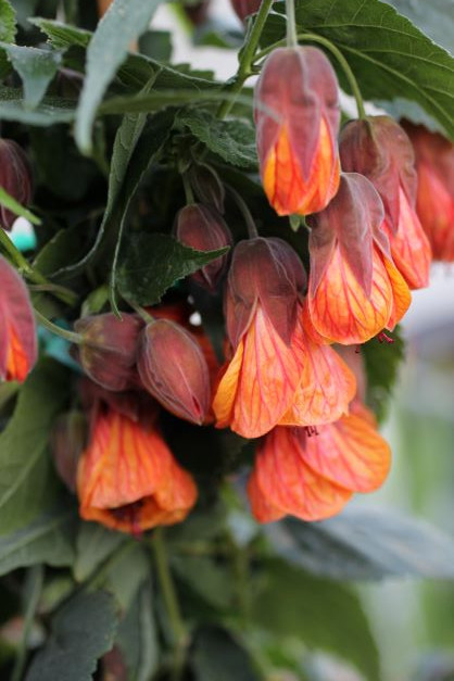 Abutilon megapotamicum 'Orange Hot Lava' - Devil Mountain