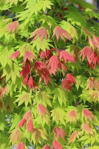 acer_shirasawanum_moonrise__10