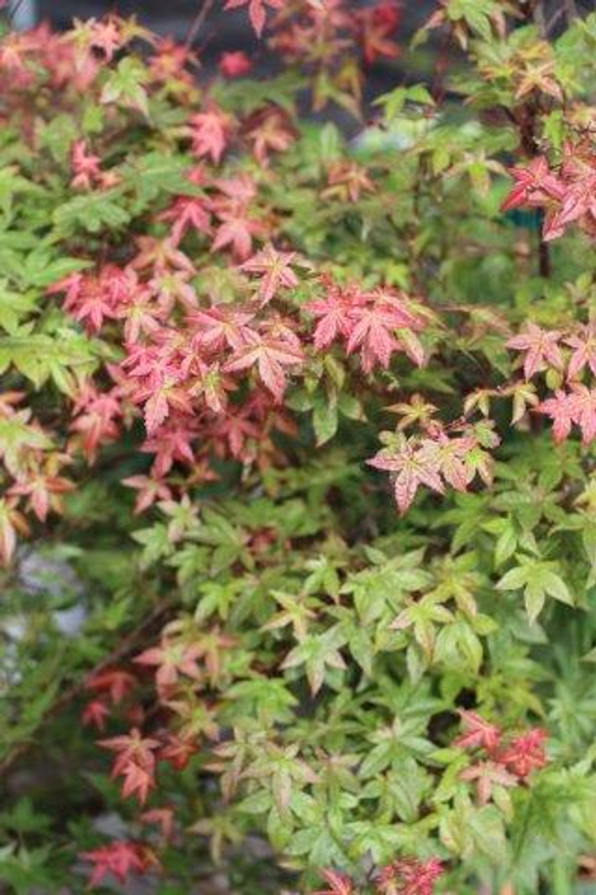 Acer palmatum 'Shindeshojo' - Devil Mountain Wholesale Nursery