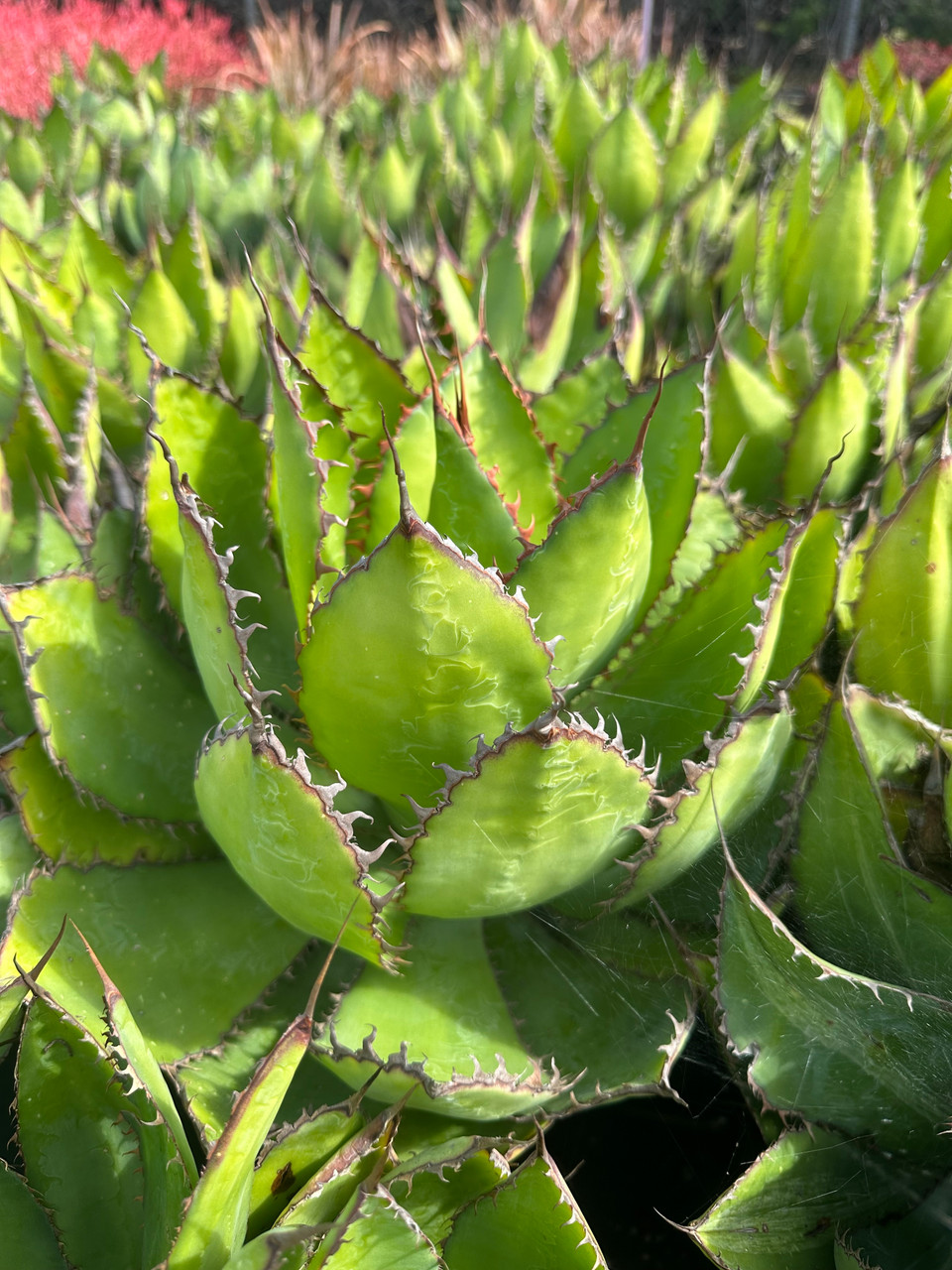 Agave bovicornuta - Devil Mountain Wholesale Nursery