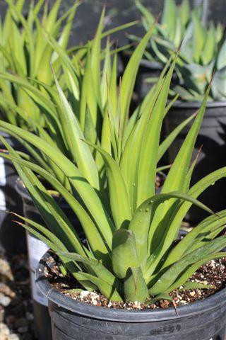 Agave 'Mateo' - Devil Mountain Wholesale Nursery