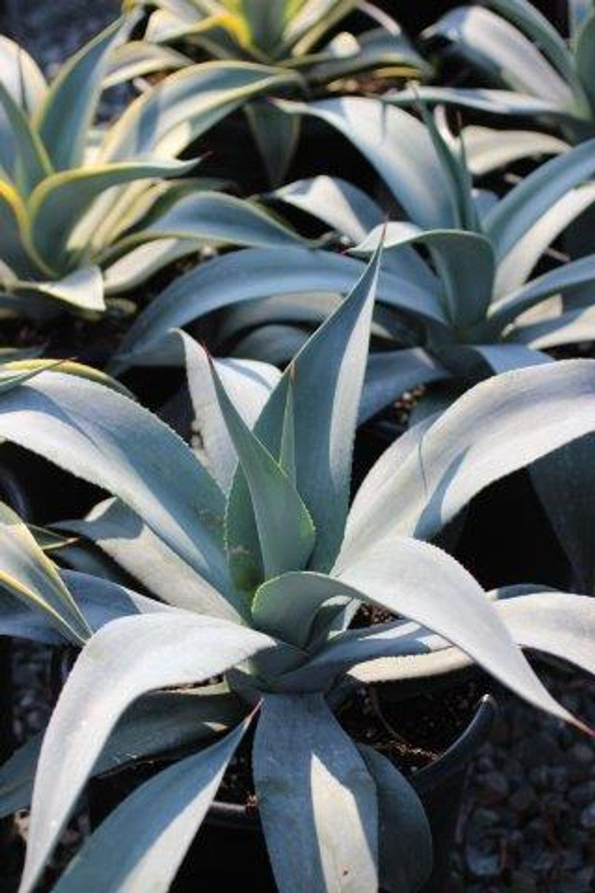 tora　アガベ　ウェベリー　agave weberi warlord Agave weberi - Devil Mountain Wholesale Nursery