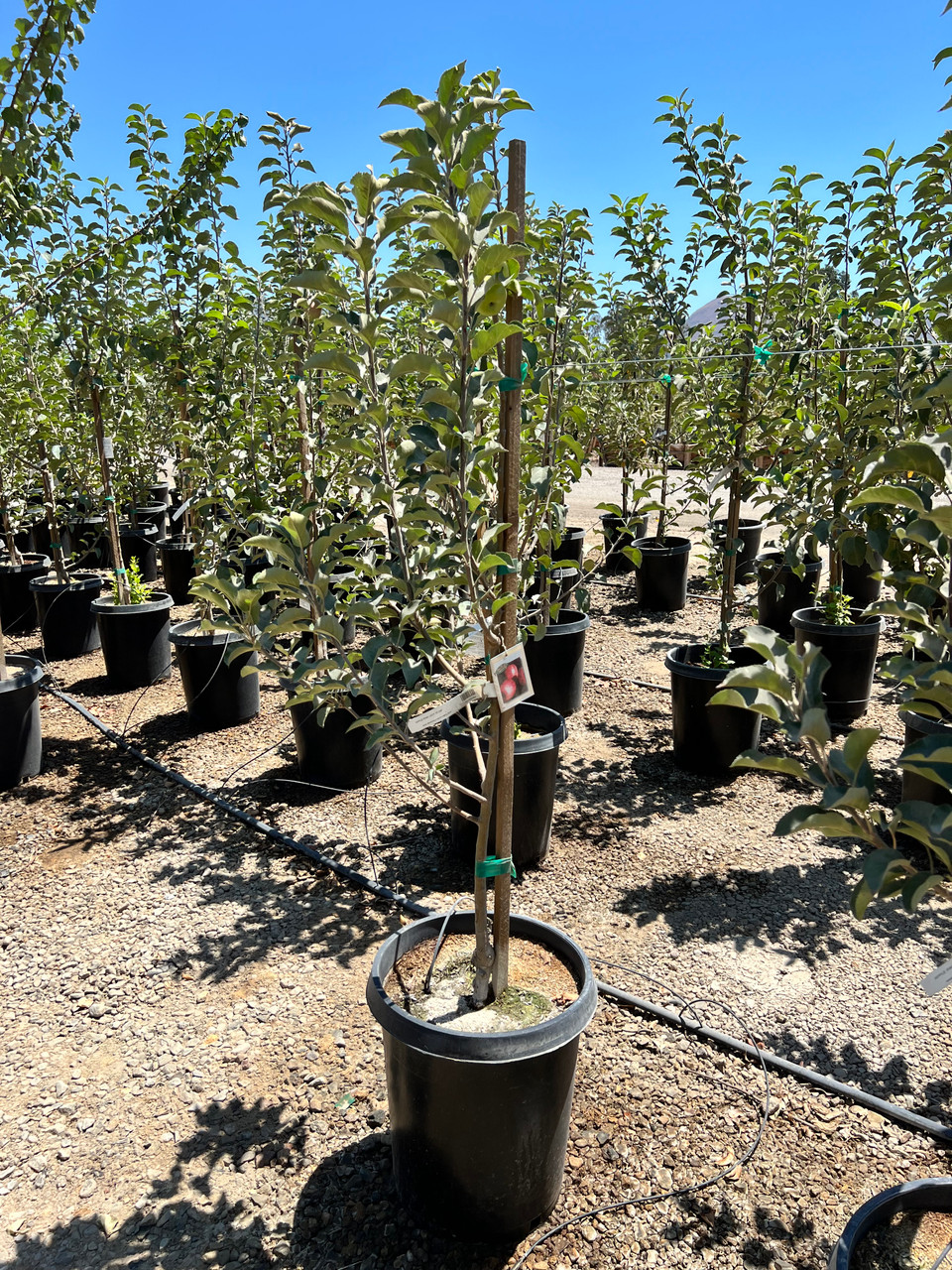 Apple 'Pink Lady' - Devil Mountain Wholesale Nursery