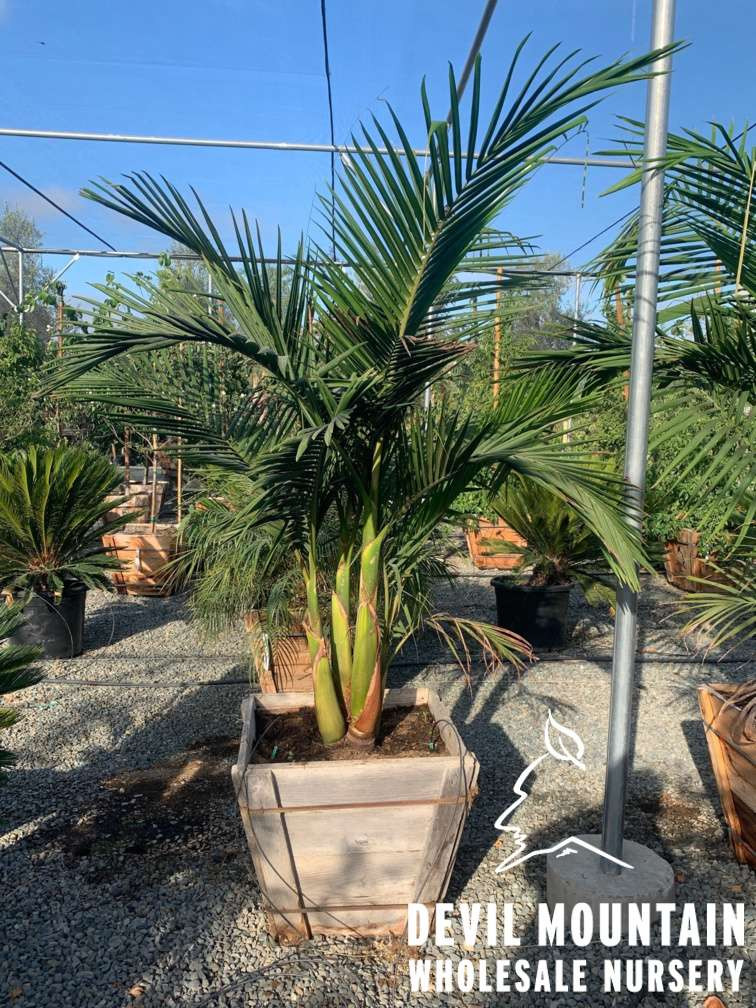 Archontophoenix cunninghamiana - Devil Mountain Wholesale Nursery