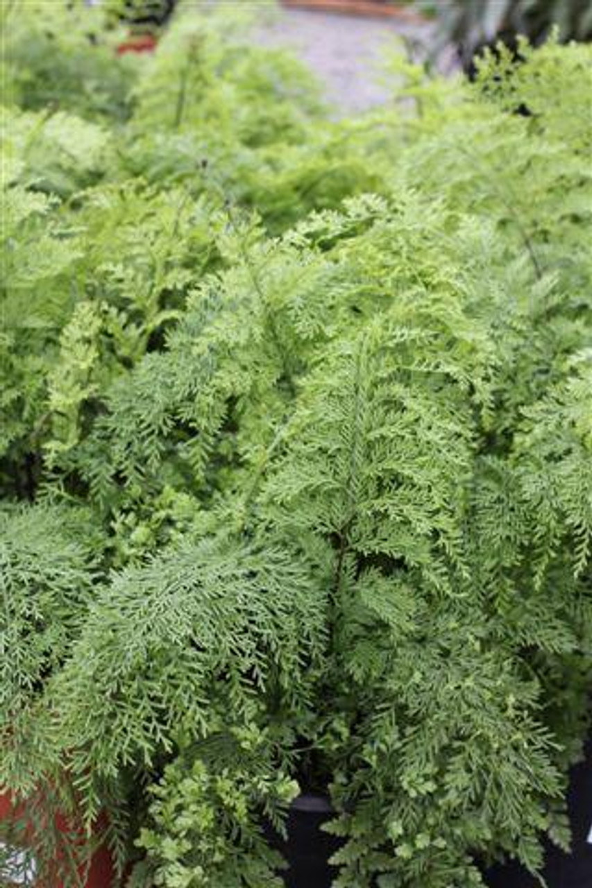 asplenium bulbiferum