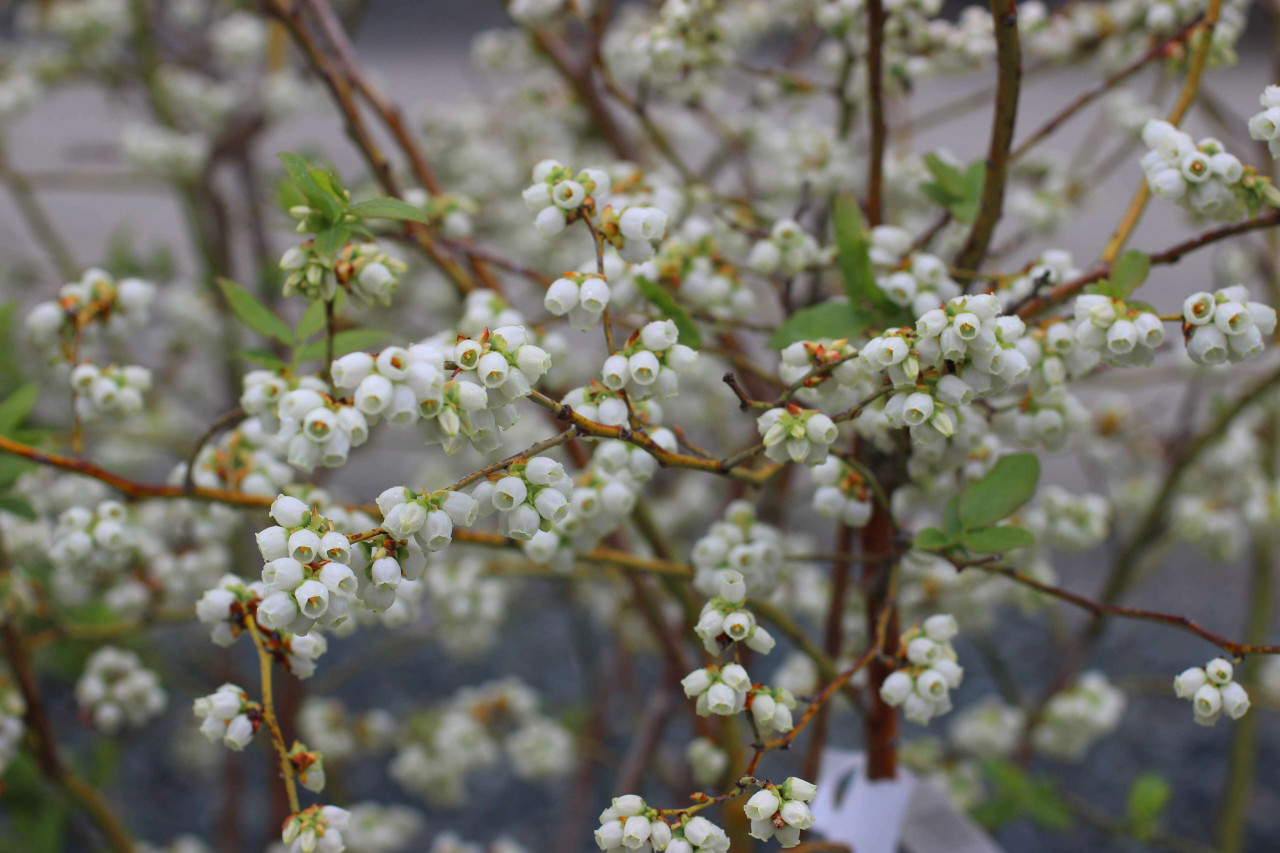 Blueberry 'Northland' Northern Highbush Late season - Devil