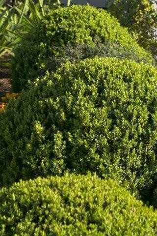Buxus Baby Gem - Devil Mountain Wholesale Nursery