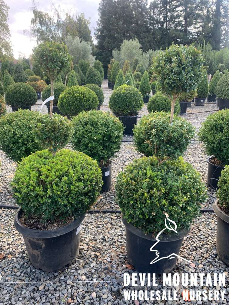 Buxus 'Green Mountain' - Devil Mountain Wholesale Nursery