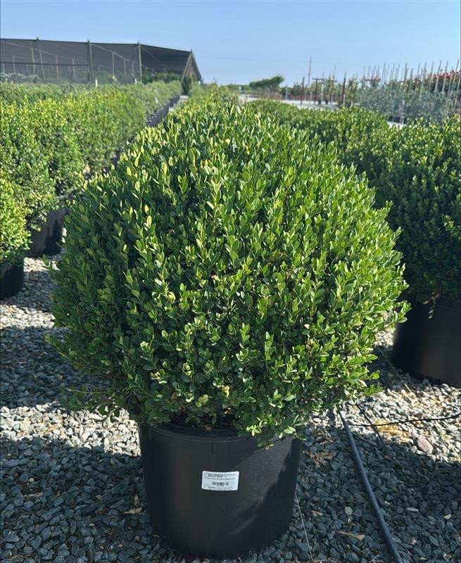 Buxus 'Green Mountain' - Devil Mountain Wholesale Nursery