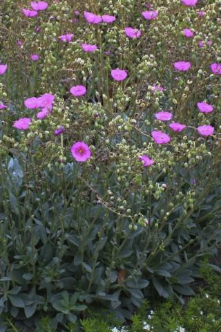 Calandrinia (Cistanthe) spectabilis - Devil Mountain Wholesale Nursery
