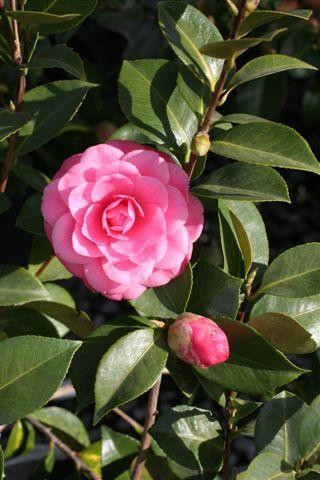 Camellia japonica 'Tom Knudsen' (Red) - Devil Mountain Wholesale