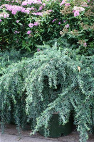 Cedrus deodara 'Feelin' Blue' - Devil Mountain Wholesale Nursery