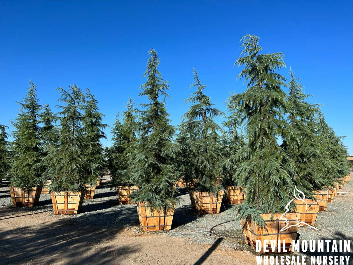 Cedrus deodara Paktia　ヒマラヤスギ　苗 Cedrus deodara - Devil Mountain Wholesale Nursery