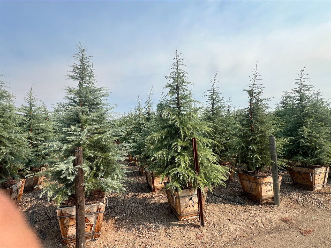 Cedrus deodara - Devil Mountain Wholesale Nursery