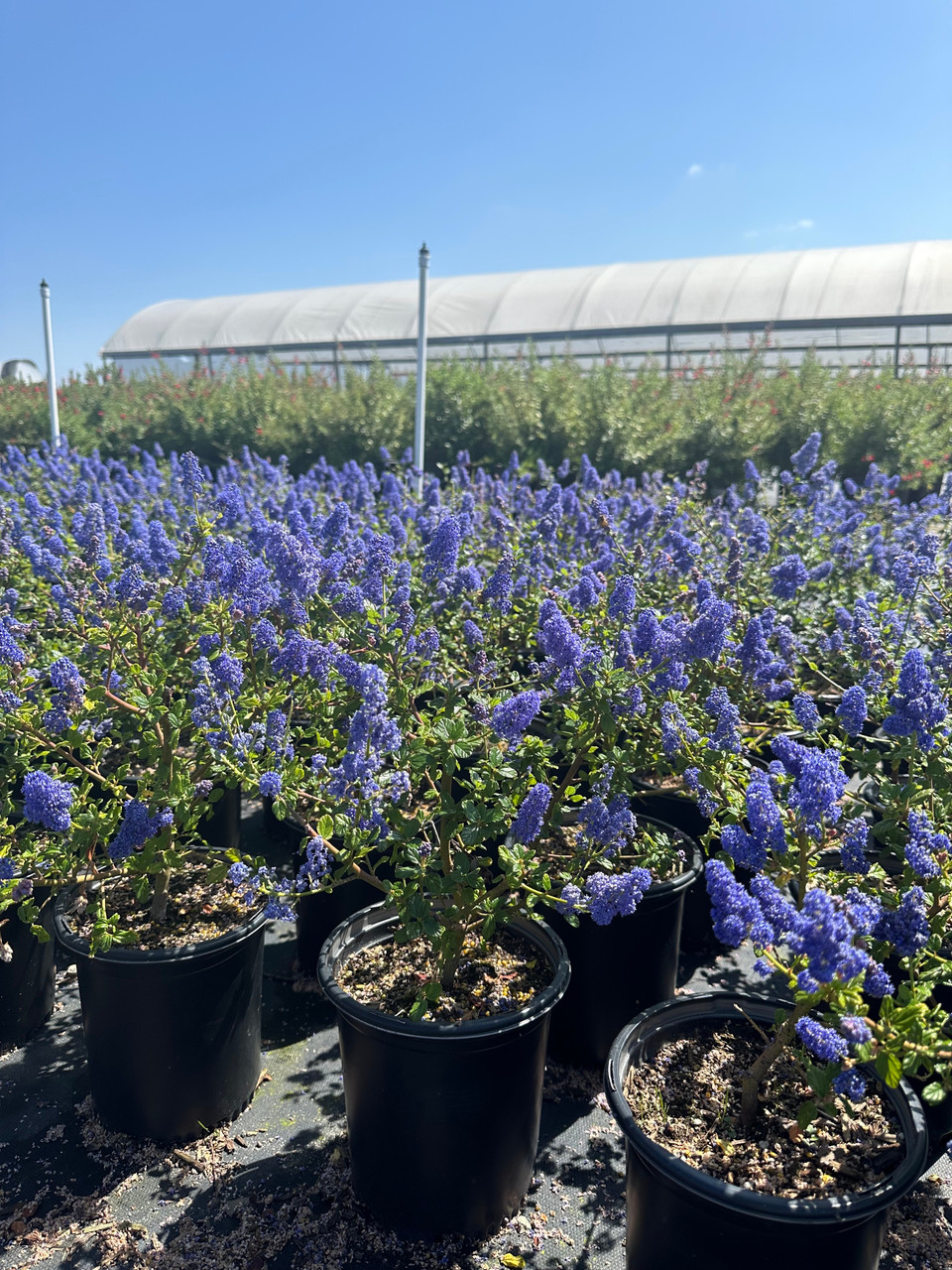 Ceanothus 'Frosty Blue' (Blue/White) - Devil Mountain Wholesale